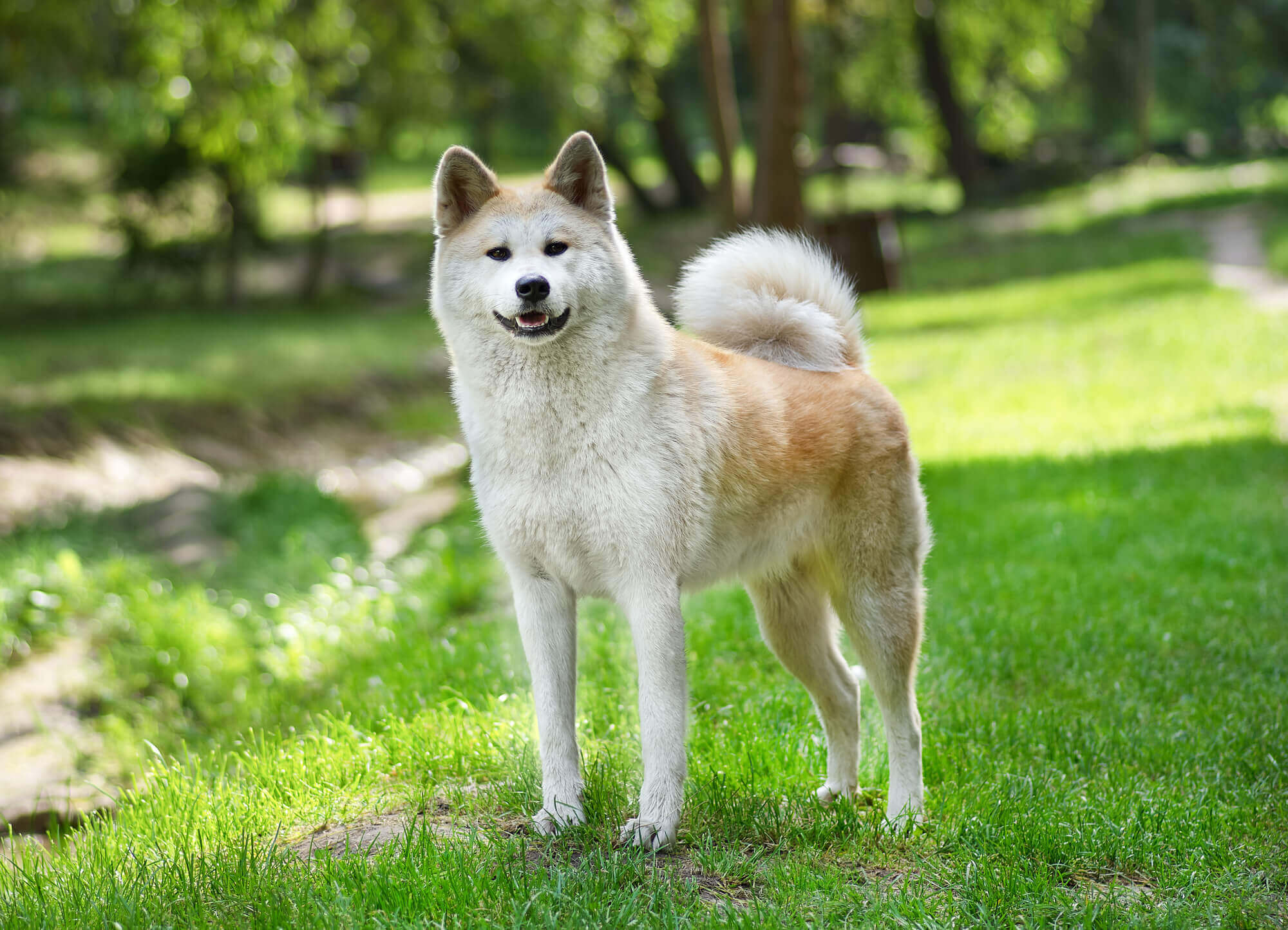 秋田犬ってどんな犬？